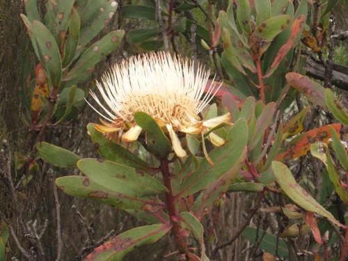 protea kilimandscharica