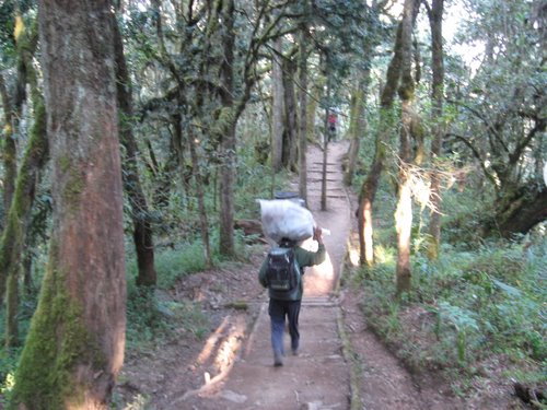 Heading down the trail from Mweka Camp